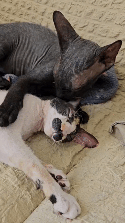 Sphynx cats and friends doing absolutely nothing in Almaty