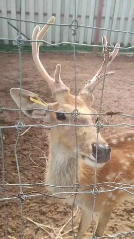 The video features a close-up view of a male deer, likely a sika deer or a similar spotted species, within an enclosure. The deer has a light brown or tan coat adorned with distinct white spots, visible on its neck and body. Its antlers are in velvet, indicating a period of growth; the right antler appears somewhat irregular or freshly developed, showing darker, possibly bloody, patches near its base, while the left antler has multiple points. The deer possesses dark eyes and a dark nose. A small, bright yellow tag is affixed to its left ear, suggesting it is part of a managed population.

The scene is filmed through a wire mesh fence, which occupies the foreground and is slightly out of focus, creating a visual barrier. The ground within the enclosure is dry, reddish-brown earth. In the background, another deer walks away to the right, partially obscured. Beyond the immediate enclosure, a white wooden picket fence is visible, with hints of greenery behind it. The environment is brightly lit by natural daylight, indicating a sunny day. The deer stands relatively still, occasionally moving its head, appearing calm and observant. A human voice can be heard speaking in the background, though the language is not clearly discernible. There is no visible text in the frame beyond the unreadable ear tag. The location of the scene is บ้านหนองน้ำเต้าลอย, Thailand.
