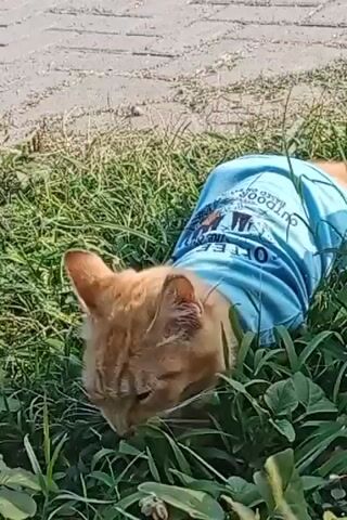 A ginger cat wearing a blue t-shirt is lying on its stomach in green grass. The cat's head is lowered as if sniffing or eating something on the ground. The t-shirt has some text and images printed on it, but they are not clear enough to read. The ground behind the cat is paved with light-colored rectangular stones. The lighting suggests it is daytime.