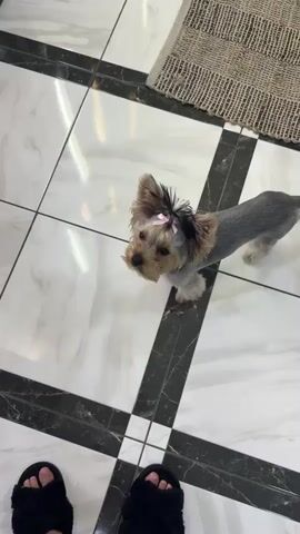 The video shows a small dog, a Yorkshire Terrier, sitting on a tiled floor. The dog has a pink bow on its head and its fur appears to be recently groomed. The floor is white with black marble-patterned tiles laid in a grid pattern. The dog is looking up at the camera. In the foreground, a person's feet wearing black fuzzy slippers are visible. To the upper right of the frame, a corner of a woven rug is visible. The dog is the main subject and appears to be the focus of the video.