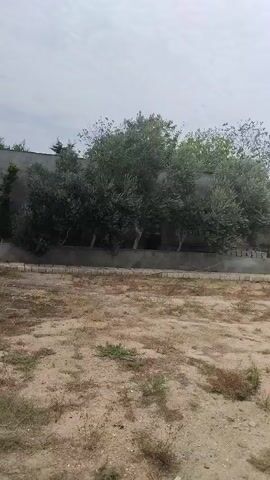 The video pans across an outdoor scene. In the foreground, there is dry, sandy soil with sparse weeds. Behind this area, there is a low concrete wall. Beyond the wall, several trees with dense foliage are visible, some appearing to be olive trees. In the middle ground, there is a building with a grey wall and a few windows. Further back, a fence and another building with a red roof can be seen. The video continues to pan, revealing more of the building's exterior, which features light-colored stone accents. A curved garden bed with dark soil and a few small plants is also visible. The overall environment appears to be a residential or construction area under an overcast sky.