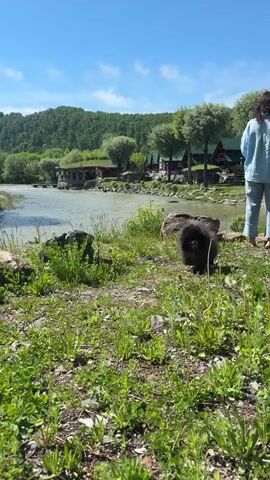 The video shows a small, black, fluffy dog running towards the camera on a grassy bank beside a river. The dog is panting with its tongue out. In the background, there is a woman standing by the river. The river flows past a building with a thatched roof and a row of wooden cabins. A green, forested mountain rises in the distance under a clear blue sky.