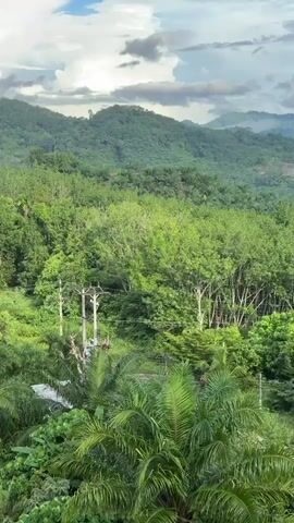 The video begins with a wide shot of a lush, green landscape, dominated by dense tropical foliage and rolling hills. In the foreground, palm trees and various other tropical plants are visible. As the video progresses, the camera pans to reveal a cluster of houses with red roofs nestled amidst the greenery. Further in the distance, more rolling hills covered in trees are visible, with a few scattered power poles. The sky is partly cloudy with bright sunlight filtering through. The video then continues to pan across the landscape, showcasing more of the dense vegetation, including what appears to be a plantation of trees, possibly rubber trees, with their distinct upright trunks. In the far distance, a unique, spire-like mountain peak emerges from the treeline, silhouetted against the sky. The camera continues its slow pan, offering a panoramic view of the verdant, hilly terrain under a dynamic sky with dramatic cloud formations.