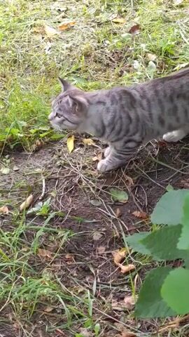 A grey tabby cat with black stripes walks through grassy ground littered with fallen leaves. The cat is in the center of the frame, facing left, and its body is mostly visible. The background consists of green grass and brown dirt. The lighting appears to be natural daylight. The cat is actively hunting or stalking, as indicated by its posture and the accompanying audio.