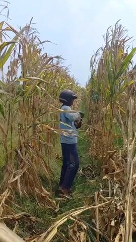 A person wearing a blue shirt, dark pants, and a black helmet walks through a cornfield. They are holding a tool and appear to be harvesting corn. The cornstalks are tall and dry, and the ground is covered in grass and fallen leaves. The sky is clear and blue.