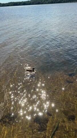 A duck swims in the shallow, clear water near the shore. Sunlight glints off the water's surface, illuminating the rocky bottom. The duck is moving from left to right across the frame.