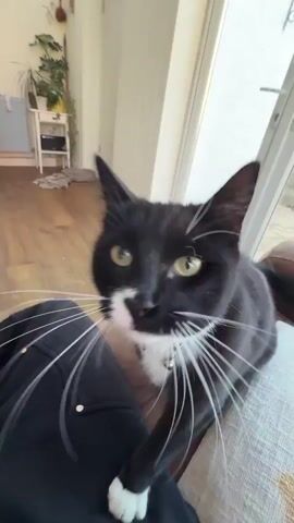 The video features a black and white cat with green eyes and a blue collar with a silver bell. The cat is lying down on a person's lap. The camera focuses very closely on the cat's face, showing its whiskers, nose, and mouth in detail. The background of the video is a room with light-colored walls, a window, and a glimpse of furniture. The cat seems to be purring and grooming itself.