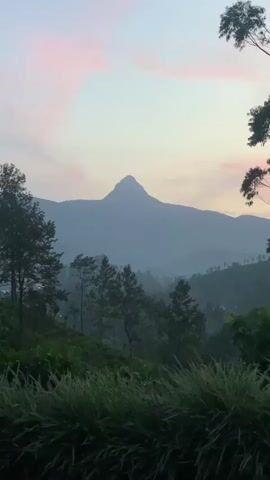A hazy, muted sunrise paints the sky with soft pink and pale blue. In the distance, a distinct, pointed mountain peak emerges from the mist. Below the mountain, layers of rolling hills are visible, shrouded in a light fog. The foreground is filled with lush, dark green foliage, including the tops of trees and tall grasses. The scene is serene and tranquil, evoking a sense of natural beauty and quietude.