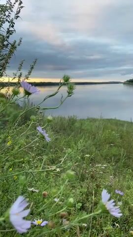 A close-up shot of light purple flowers and green grass is in the foreground, with a wide body of water and a cloudy sky in the background. The water reflects the muted colors of the sky. The shot is framed from a low angle, emphasizing the delicate nature of the flowers against the vastness of the landscape. The lighting suggests it is either early morning or late evening.