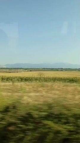This is a video taken from the perspective of a moving vehicle, likely a car or bus, looking out a window. The scene is a rural landscape under a clear blue sky. The foreground is blurred due to the motion of the vehicle and is dominated by dry, yellowish-brown grasses and some green foliage. In the middle ground, there is a large field of what appears to be crops, possibly wheat or corn, with distinct rows visible. Beyond the cultivated field, there are distant hills or mountains. The video captures a sense of travel through a countryside setting. There are no people or animals visible in the video, and the focus is on the natural environment and agricultural land. The overall impression is one of a sunny day in a rural area.