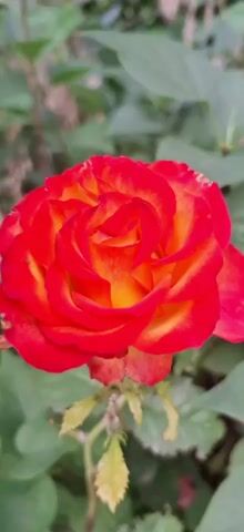 A close-up shot of a vibrant red and yellow rose in bloom, set against a blurred green background of foliage. The rose's petals are tightly curled, showcasing a rich gradient of color from deep red at the edges to a warm yellow at the center. A few wilting green leaves are visible beneath the rose. The overall lighting suggests an outdoor setting during the daytime.