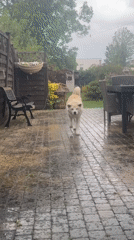 Akita dog enjoys rainy garden day in Wattrelos backyard