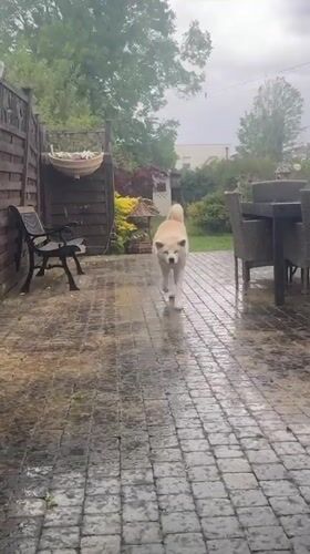 Akita dog enjoys rainy garden day in Wattrelos backyard