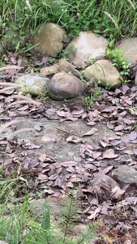 The video shows a small, rocky, partially leaf-covered area with small birds. Seven large, round rocks border the upper part of the scene, with green grass and other vegetation sprouting between them. The ground is a mix of dirt and brown fallen leaves, with several smaller rocks scattered throughout. The birds, which appear to be a similar brown color as the leaves, are actively moving around on the ground, pecking at the ground. The background is blurred due to the focus on the immediate foreground.