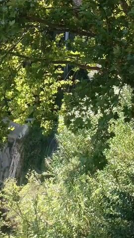 The video shows a lush green natural landscape. The camera pans across dense foliage, revealing a rocky cliff face with some greenery clinging to it. Further in the distance, a valley opens up, showing rolling hills covered in trees and some signs of human settlement, such as buildings and paths. The sky is a clear blue, suggesting a sunny day. The overall impression is of a serene, untouched natural environment.