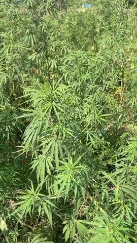 The video shows a patch of mature marijuana plants growing outdoors. The plants are lush and green, with many characteristic fan leaves. The plants are close together, forming a dense bush. Behind the marijuana patch is a line of trees. The sky is blue, and the lighting is bright. Someone's voice is heard in the background, speaking in a language other than English.
