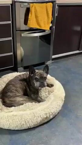 In a static indoor shot, a brindle French bulldog rests in a round, fluffy, cream-colored dog bed. The dog is mostly curled up, with its head and front legs visible. It is staring off camera with a somewhat grumpy expression. Periodically it licks its nose. Behind the dog is a modern-looking kitchen with a silver oven and dark brown cabinets. A yellow towel hangs from the oven handle. The floor is a bluish-gray color.