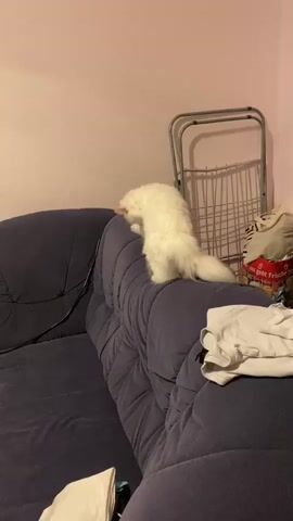 A white fluffy cat is on the back of a dark blue couch. The cat appears to be grooming itself. Then it looks up and jumps. It lands on the floor and then jumps again. The background is a pink wall. There is a drying rack and some clothes on the couch.