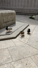 Parisians feed ducks, gather outdoors in spring morning scenes