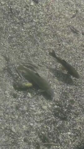 A school of small, dark fish swim in shallow, clear water over a pebble-covered riverbed. The camera is positioned above the water, looking down. The fish are slender and elongated, with some appearing to be resting near the bottom while others are actively swimming. The sunlight creates dappled patterns on the riverbed.