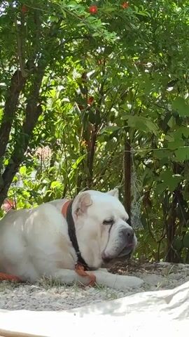 A large, white dog with a black and orange collar is lying down in the shade of green trees. The dog's eyes are mostly closed, and its tongue is visible. There are small red flowers in the trees. The ground is covered with gravel and a white cloth.