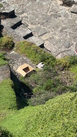 From an elevated viewpoint, the video shows a tan cardboard box and a distressed or deceased seagull amid green vegetation on rocky terrain. The seagull, predominantly white with some darker markings on its back and wings, lies on its side with its wings slightly outstretched. The box sits slightly uphill from the bird, partially obscured by the plants. The surroundings consist of varying shades of green vegetation interspersed with gray rock formations, suggesting a coastal or rugged landscape.