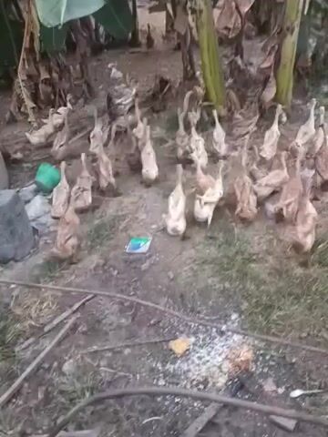 A flock of ducks are gathered around the base of some banana trees. The ground is dirt and dry leaves, with some patches of grass. There is a concrete well and some concrete blocks in the left side of the frame. A green plastic bottle is lying on the ground near the well. The ducks are mostly light brown and white, and they appear to be pecking at something on the ground. The scene appears to be outdoors in a rural area.