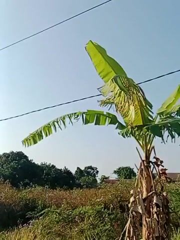 A video shows a clear blue sky above a landscape with dense vegetation. Several buildings with red roofs are visible in the background, peeking through the trees and bushes. A wire is stretched horizontally across the upper part of the frame. A portion of a fern frond is visible in the upper right corner. A vertical pole, possibly a utility pole, appears in the left side of the frame. The vegetation in the foreground is a mix of green and brown, with some areas appearing more sparse than others. The lighting suggests it is daytime, likely morning or afternoon, with the sun illuminating the scene.