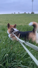 Corgi walks in German pasture near grazing livestock