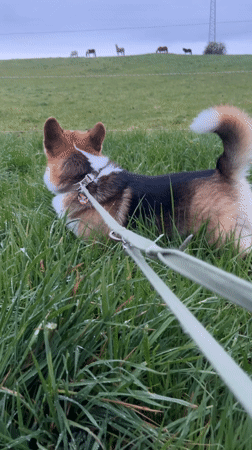Corgi walks in German pasture near grazing livestock