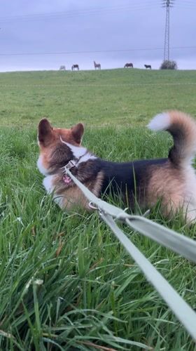 Corgi walks in German pasture near grazing livestock