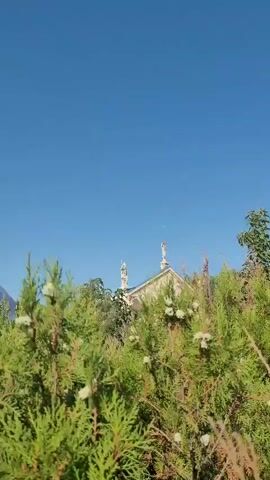 The video opens with a low-angle shot focused on the foliage of evergreen trees in the foreground. The leaves are a vibrant green, and some have small, white seed-like structures. The camera is positioned such that the dense branches and leaves partially obscure the background. Behind the foliage, a building with a light-colored facade and a blue roof is visible. The building appears to be adorned with two statues on its roofline, positioned on either side of a central peak. The sky above is a clear, deep blue, and a faint, pale circle, possibly the moon, is visible in the upper portion of the frame. The scene is outdoors on a sunny day.