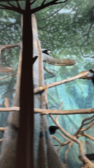 Visitor documents Lincoln Park Zoo primates and PopUp Bagels meal