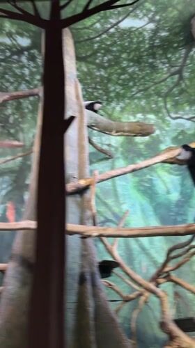 Visitor documents Lincoln Park Zoo primates and PopUp Bagels meal