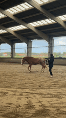 Horse training session observed at Belgian equestrian facility