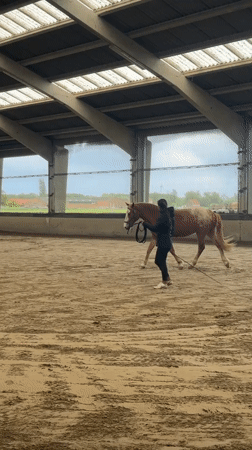 Horse training session observed at Belgian equestrian facility