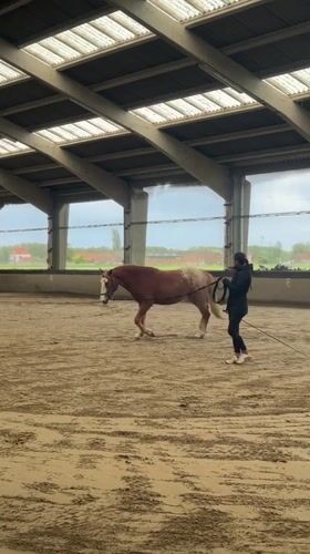 Horse training session observed at Belgian equestrian facility