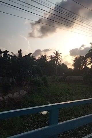 The video shows a landscape at sunset. The camera is oriented vertically, so the image is sideways. In the foreground on the right, there is a blue metal structure that appears to be part of a fence or railing. To the left of this structure is a grassy area with some debris on the ground. Beyond the grassy area, there is a dense cluster of trees and palm trees silhouetted against a bright sky. The sky is filled with clouds, and the sun is setting, casting a warm glow. There are power lines visible in the upper left portion of the frame. The overall impression is of a rural or tropical setting at dusk.