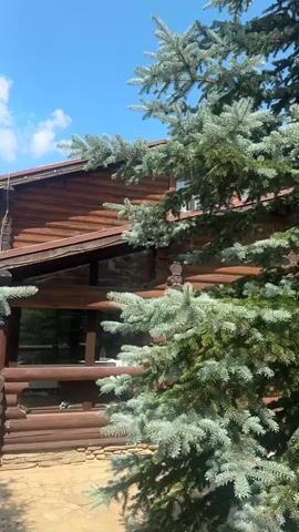 The video opens with a view of a large log cabin, framed by the branches of a blue spruce tree. The camera then pans left, moving closer to the spruce tree, obscuring the cabin. The camera continues to move left, showing more of the tree's branches and needles. The final shot is of the blue spruce tree against a bright blue sky with scattered clouds.