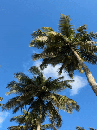 Coconut palms frame a clear blue sky in Goviyapana
