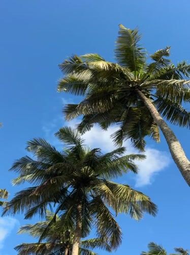 Coconut palms frame a clear blue sky in Goviyapana