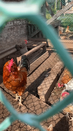 Rural Russian homestead in full summer — garden, chickens, and cats
