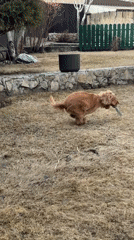 Dog plays in sculpture garden in Sukhobuzimskoye, Russia