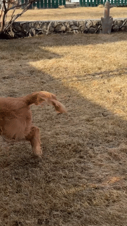 Dog plays in sculpture garden in Sukhobuzimskoye, Russia