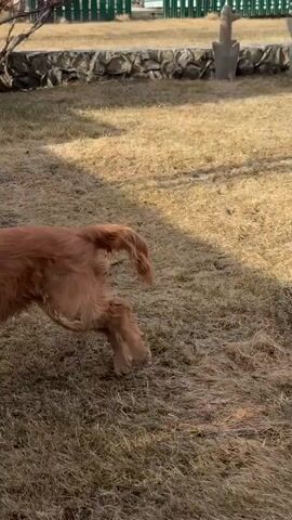 The video features a medium-sized dog, resembling a Cocker Spaniel with golden-brown, wavy fur, playing in a sunlit backyard. The setting is a residential garden, likely in Sukhobuzimskoye, Russia, judging by the provided context.

The ground is covered with dry, light brown grass, suggesting either late winter or early spring. In the background, there is a house with dark siding and wooden elements, alongside various garden features. These include a low stone retaining wall, several decorative garden statues or urns, a tiered rockery or fountain structure, and a mix of green metal and wooden fences. Bare deciduous trees with reddish branches are visible, further indicating the season.

The dog is actively playing with a light-colored ball or toy. It runs energetically across the grass, chasing and carrying the toy in its mouth. At one point, the dog lies down on the ground, holding the toy between its paws as if to chew or play with it more closely. The dog's playful barks and sniffing sounds are audible throughout the video. Bright sunlight casts distinct shadows across the lawn, indicating it is daytime. No visible text is present in the video. The dog exhibits clear signs of enjoyment and energy during its play.