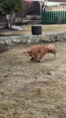 Dog plays in sculpture garden in Sukhobuzimskoye, Russia
