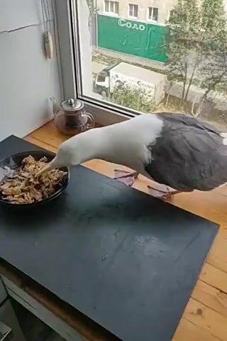 A seagull is eating from a bowl of food placed on a black surface next to a window. The bird has white and grey feathers. Through the window, an apartment building and a truck are visible. The environment appears to be indoors, with a part of a kitchen counter visible in the lower left corner.