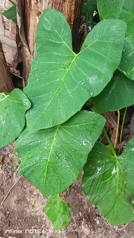 The video shows close-ups of large, heart-shaped green leaves with visible water droplets. The leaves are lush and appear to be wet, suggesting recent rain or watering. The background is out of focus but appears to be an outdoor environment with a rough, brown surface resembling a tree trunk or weathered wood. There are also hints of dry earth and possibly other foliage in the background. The bottom left corner of the screen displays a watermark with "INFINIX NOTE 40 Pro 5G". The lighting is natural and suggests an overcast or shaded environment. No people or animals are visible in the frame. The overall impression is of a natural, damp setting focusing on the texture and detail of the plant leaves.