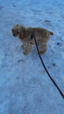 Here's a factual description of the video:

The video shows a medium-sized, tan-colored dog, possibly a Cocker Spaniel, on a leash in a snowy environment. The dog is initially standing and then begins to walk and pull on the leash. The surface is covered in snow and ice. A person's blue pants and black shoe are briefly visible in the video frame, indicating they are holding the leash. The dog barks once during the video.