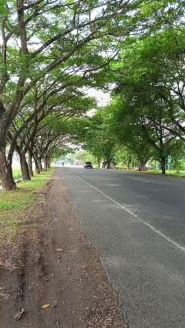 A vehicle drives down a paved road lined with trees. The trees have dense green foliage that forms an archway over the road, creating a shaded tunnel effect. The road appears to be a two-lane highway with a white line down the center. The ground beside the road is covered in grass and dirt. The sky is overcast. The video is shot from a stationary perspective, looking down the road.